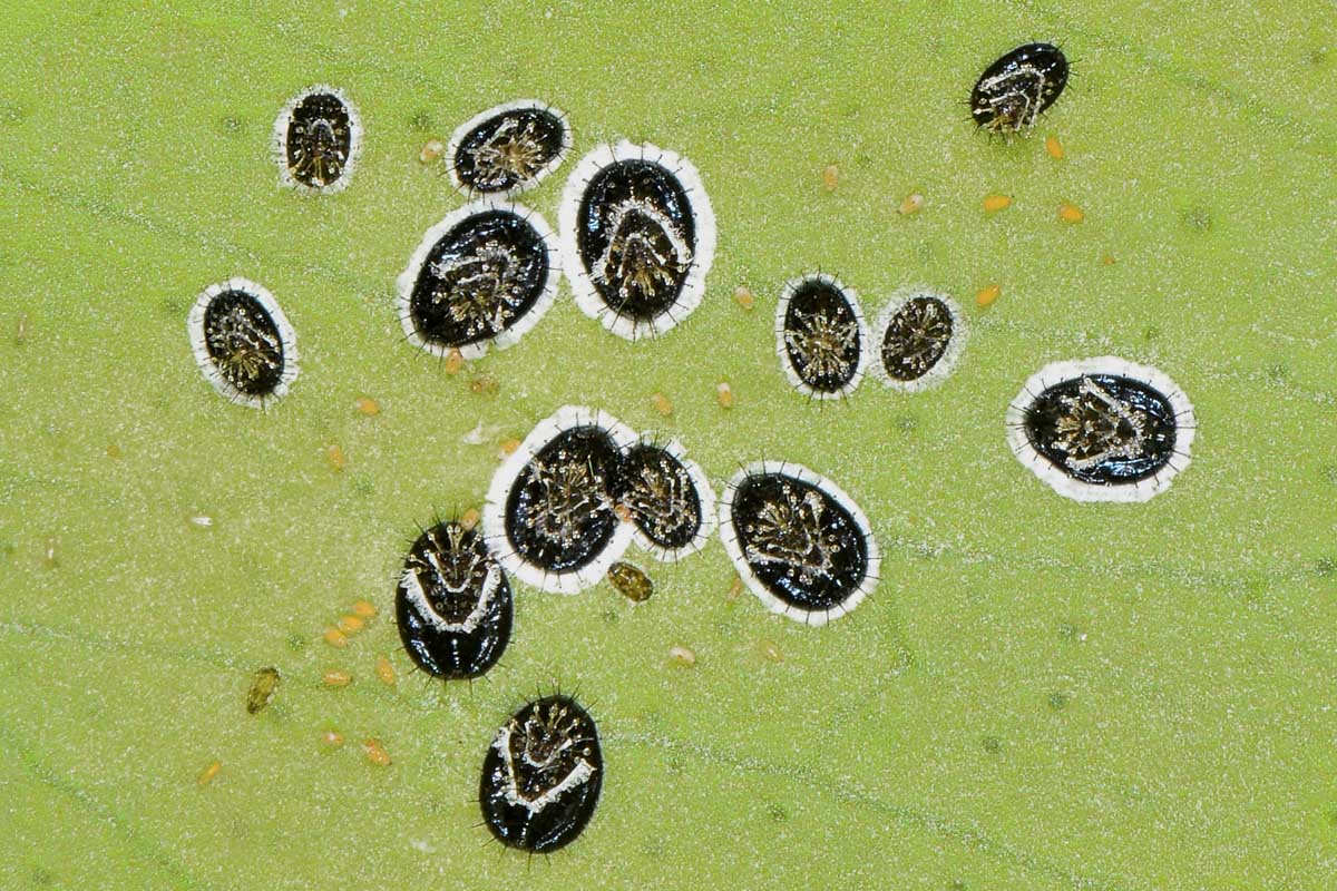 Aleyrodidae: Aleurocanthus spiniferus?  S, con stadi giovanili da det.